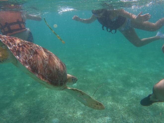 Akumal: Guided Turtle Snorkeling Tour - Important Information