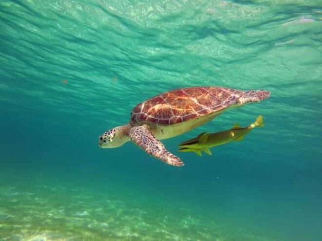 Akumal: Guided Turtle Snorkeling Tour - Meeting Point