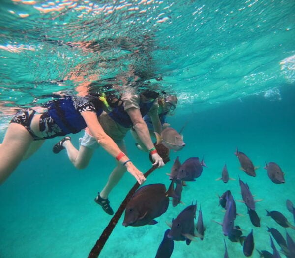 Akumal: Guided Turtle Snorkeling Tour - Preparing for the Tour