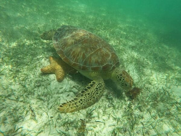 Akumal: Guided Turtle Snorkeling Tour - Experiencing the Snorkeling Adventure