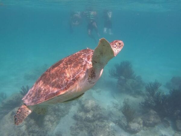 Akumal: Guided Turtle Snorkeling Tour - Protecting the Environment