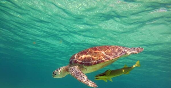 Akumal: Guided Turtle Snorkeling Tour - Frequently Asked Questions