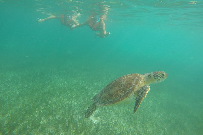 Akumal Marine Turtle Daily Tour - Tour Overview