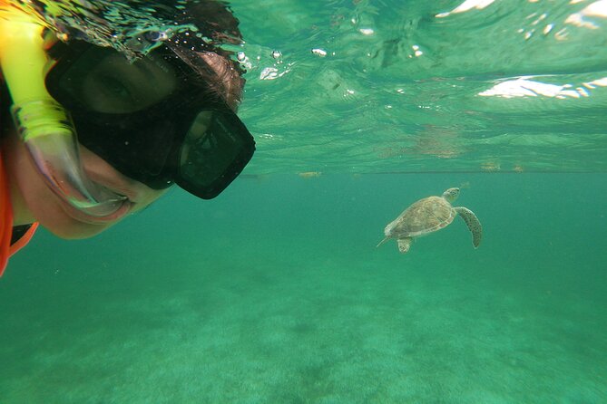 Akumal Marine Turtle Daily Tour - Tour Details