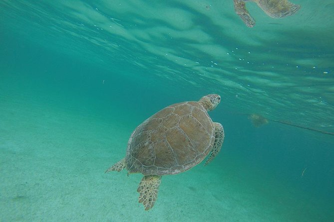 Akumal Marine Turtle Daily Tour - Cancellation Policy
