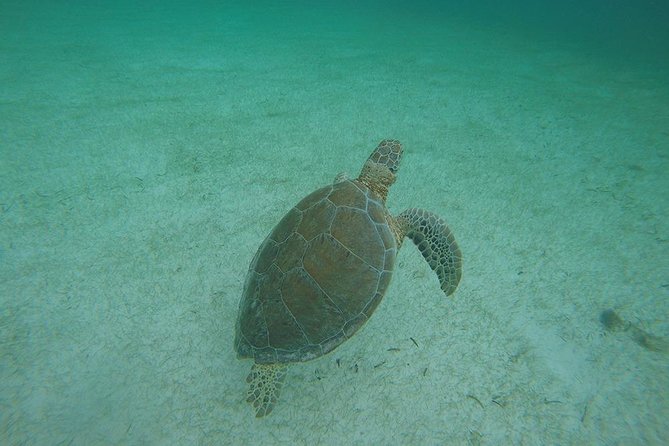 Akumal Marine Turtle Daily Tour - Reviews