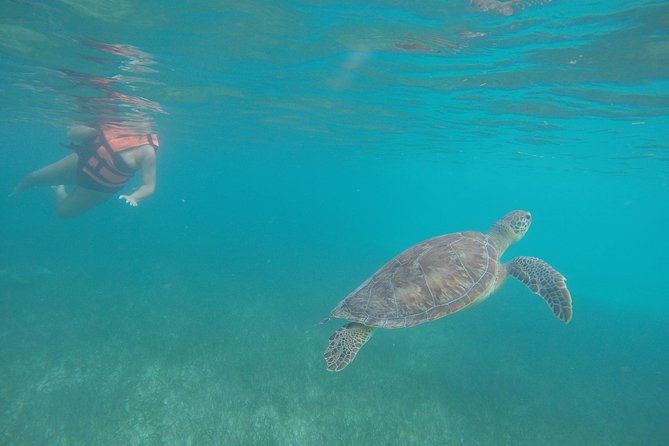 Akumal Marine Turtle Daily Tour - Explore the Coral Reef