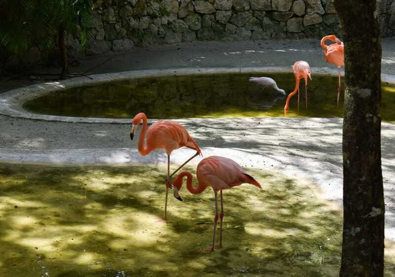 Akumal: Monkey Sanctuary, ATV, Cenote, & Yalku Snorkel Tour - Practical Tips for Tour Day