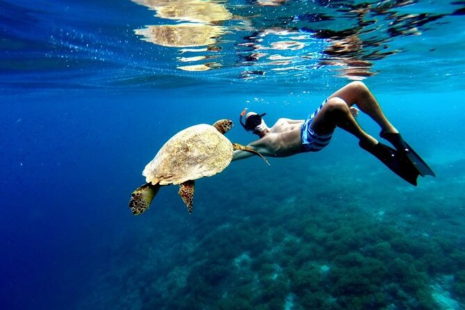 Akumal Paradise Tour Swimming With Turtles & Ancient Tulum Ruins. Lunch Included - Cancellation Policy