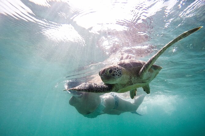 Akumal Paradise Tour Swimming With Turtles & Ancient Tulum Ruins. Lunch Included - Reviews