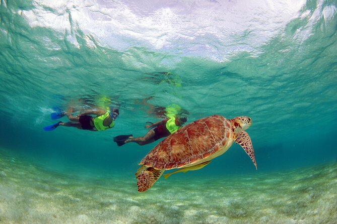 Akumal Paradise Tour Swimming With Turtles & Ancient Tulum Ruins. Lunch Included - Common Questions
