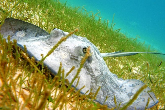 Akumal Reef and Cenote Group Snorkeling Tour From Riviera Maya - Cancun - Tour Highlights