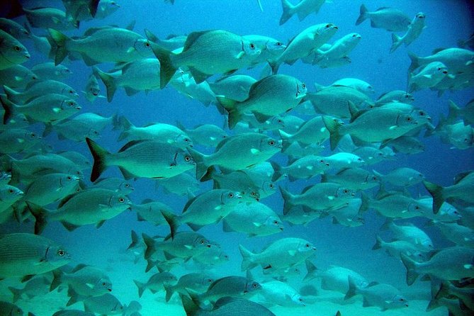 Akumal Reef and Cenote Group Snorkeling Tour From Riviera Maya - Cancun - Snorkeling Locations