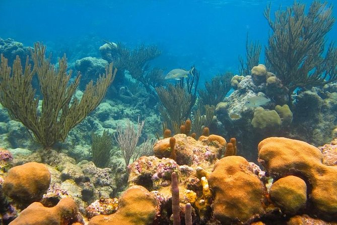 Akumal Reef and Cenote Group Snorkeling Tour From Riviera Maya - Cancun - Tips for a Great Experience