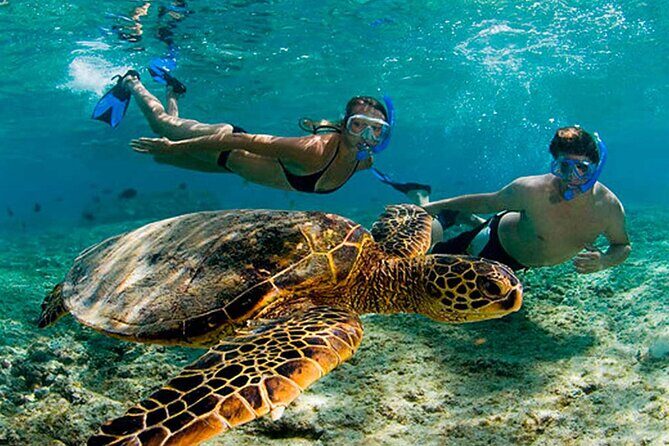Akumal Reef Snorkel and Turtle Sanctuary From Riviera Maya - Good To Know