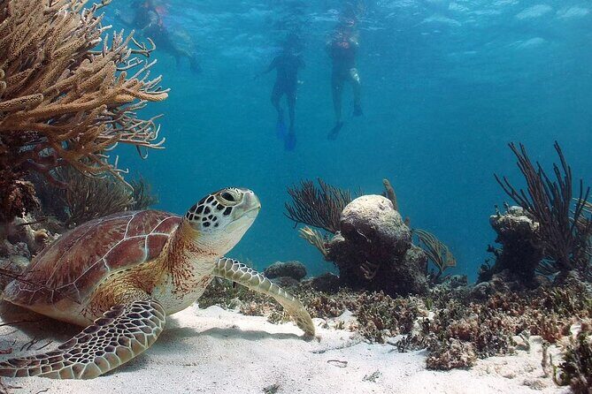 Akumal Reef Snorkel and Turtle Sanctuary From Riviera Maya - An In-Depth Look at the Experience