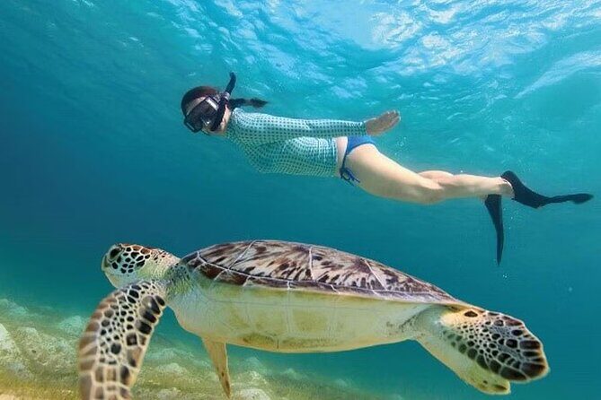 Akumal Reef Snorkel and Turtle Sanctuary From Riviera Maya - Frequently Asked Questions