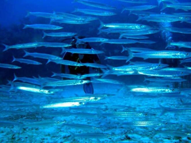 Akumal: Scuba Diving Experience - First Boat Dive Experience