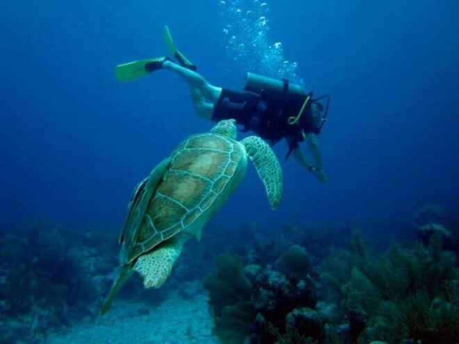 Akumal: Scuba Diving Experience - Underwater Marine Life Encounters