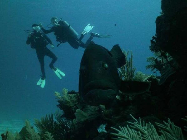 Akumal: Scuba Diving Experience - Frequently Asked Questions