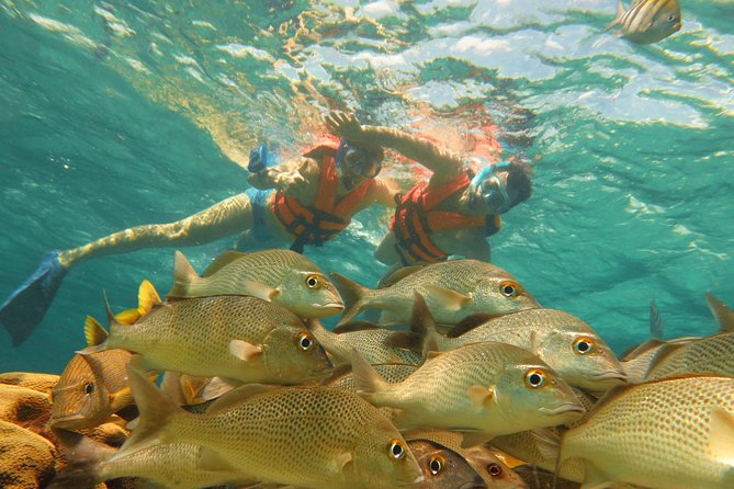 Akumal Sea Turtle Snorkel Experience From Playa Del Carmen - Cancun - Itinerary