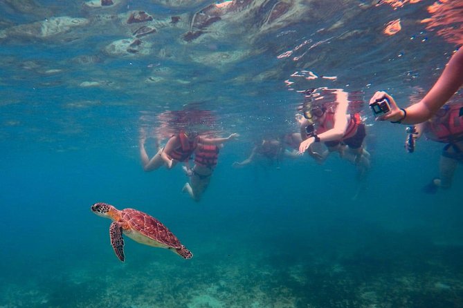 Akumal Sea Turtle Snorkel Experience From Playa Del Carmen - Cancun - Exploring the Ecosystem of Akumal