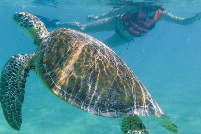 Akumal Sea Turtle Snorkel Experience From Playa Del Carmen - Cancun - Refreshments and Return to the Hotel