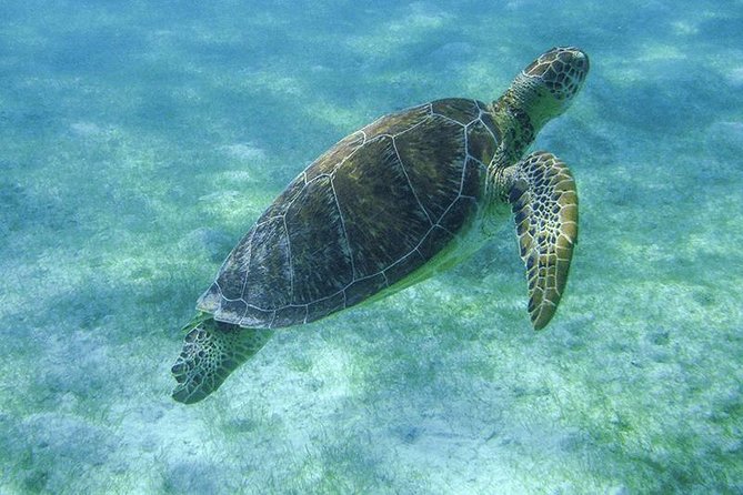 Akumal Sea Turtle Snorkel Experience From Playa Del Carmen - Cancun - Reviews and Recommendations