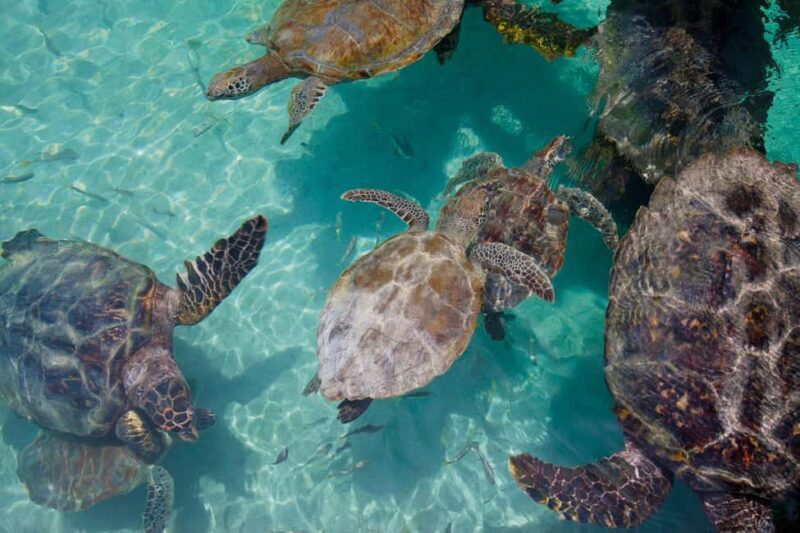 Akumal: Snorkeling Adventure with Turtles and Marine Life - The Underwater Ecosystem: What You’ll See