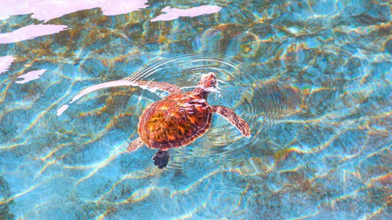 Akumal: Snorkeling Adventure with Turtles and Marine Life - The Beach Experience After Snorkeling