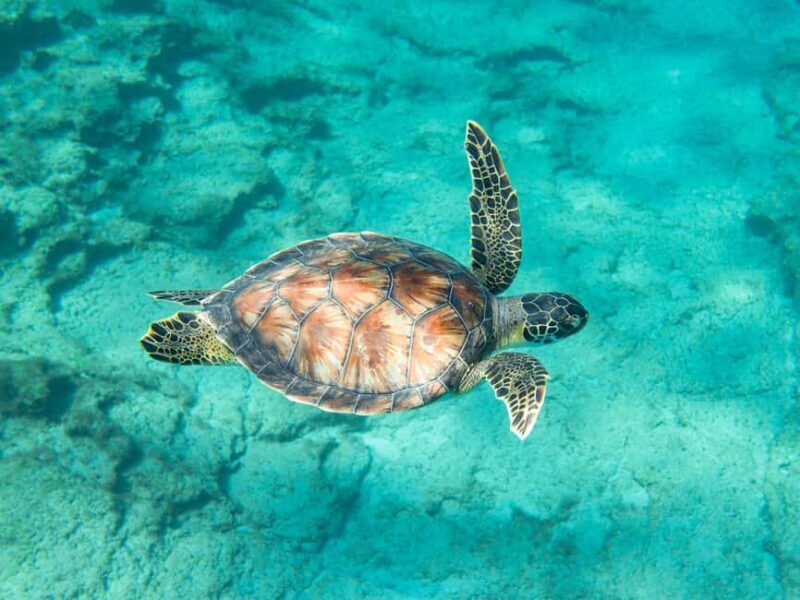 Akumal: Snorkeling Adventure with Turtles and Marine Life - Is This Tour Right for You?