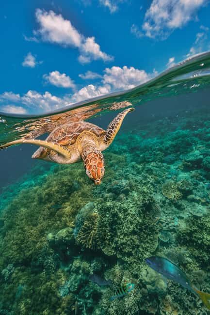 Akumal: Snorkeling Adventure with Turtles and Marine Life - FAQ