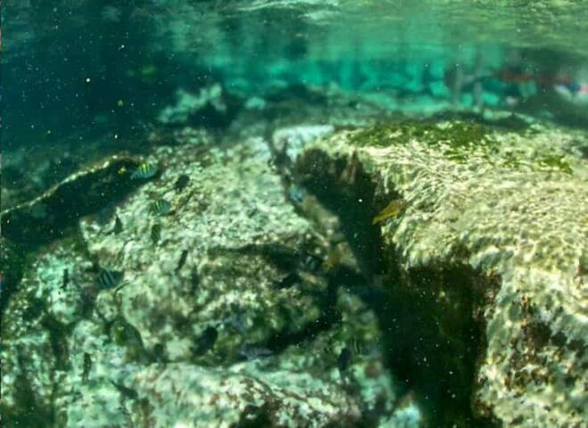 Akumal: Snorkeling and Boat Ride Experience - Snorkeling Adventure