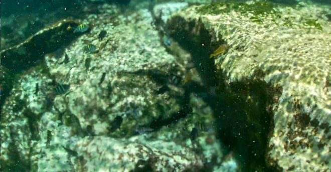 Akumal: Snorkeling and Boat Ride Experience - Included Amenities