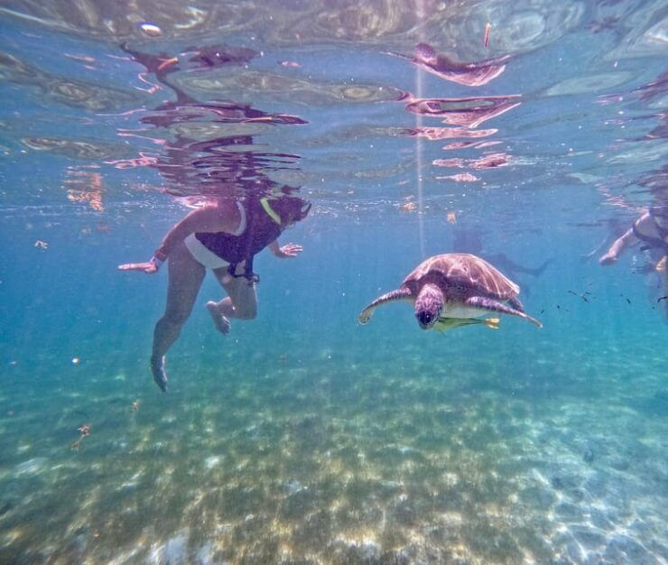 Akumal; Snorkeling and Photos With Turtles - Good To Know