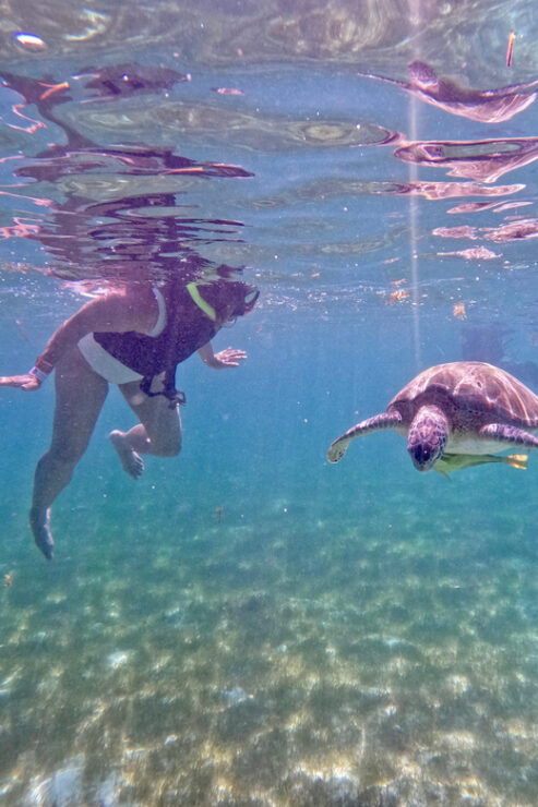 Akumal; Snorkeling and Photos With Turtles - Inclusions
