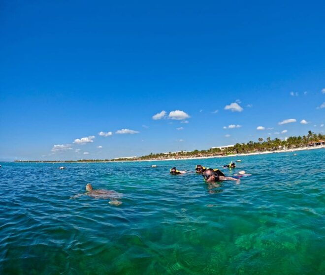 Akumal; Snorkeling and Photos With Turtles - Booking and Cancellation