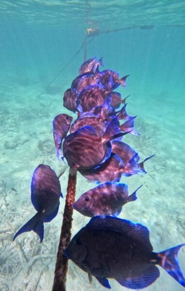 Akumal; Snorkeling and Photos With Turtles - Getting to Akumal