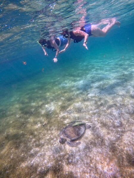 Akumal; Snorkeling and Photos With Turtles - Frequently Asked Questions