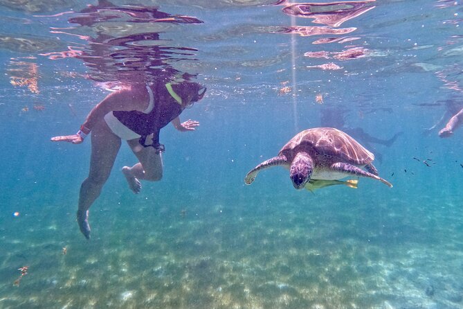 Akumal; Snorkeling and Photos With Turtles - Snorkeling Equipment and Services