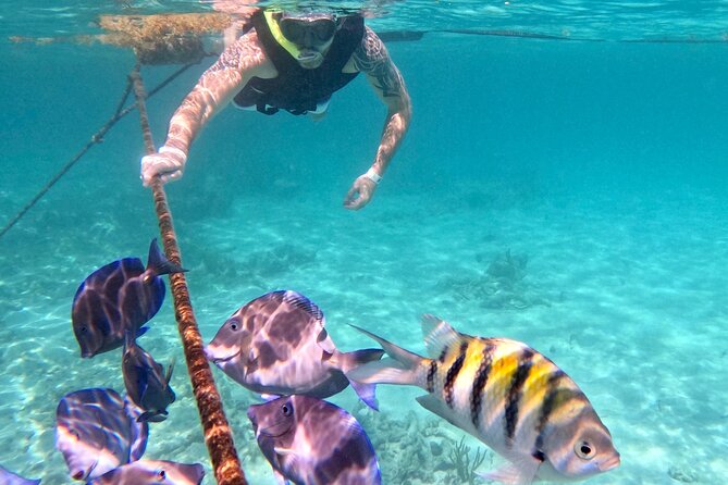 Akumal; Snorkeling and Photos With Turtles - Expectations and Accessibility Information