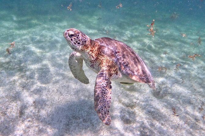 Akumal; Snorkeling and Photos With Turtles - Bathrooms, Showers, and Changing Rooms