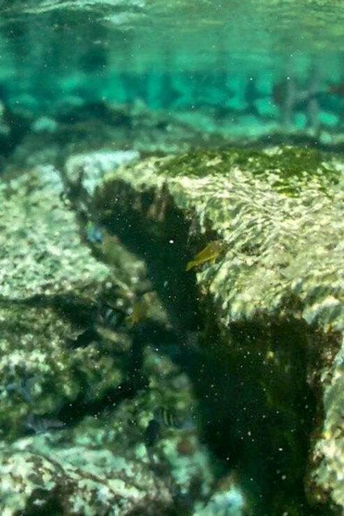 Akumal: Snorkeling Lessons - Booking Information