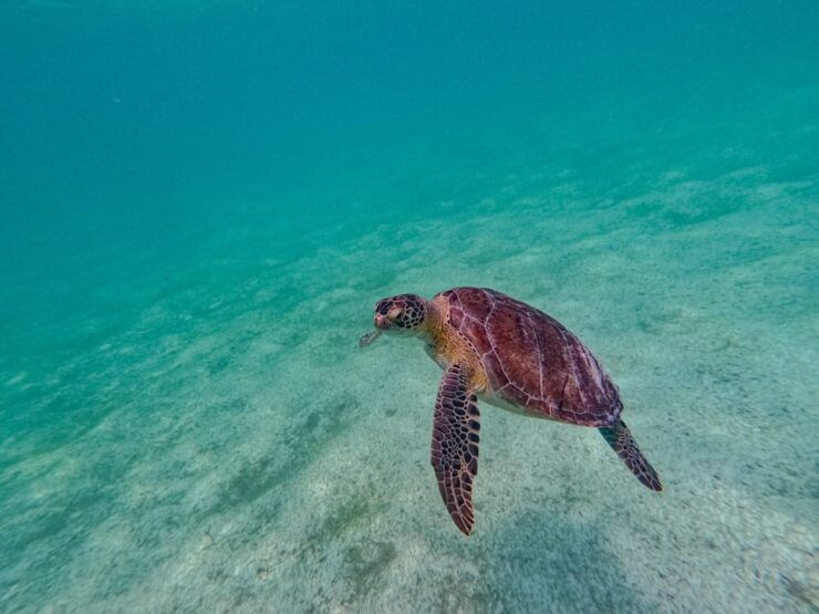 Akumal: Snorkeling With Local Guides and Gopro Photos - Good To Know
