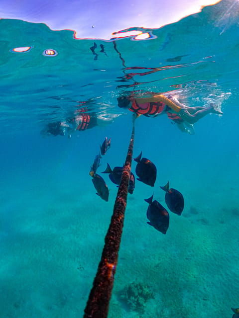 Akumal: Snorkeling With Local Guides and Gopro Photos - Snorkeling Experience Details