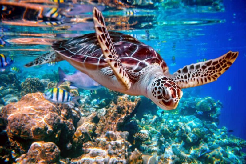 Akumal: Snorkeling with Marine Life and an Expert Tour Guide - Good To Know