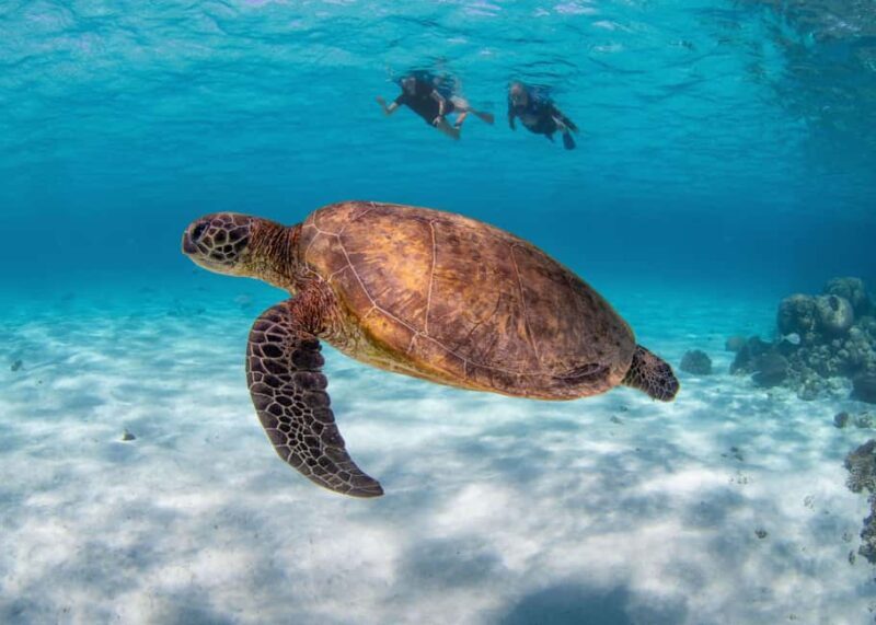 Akumal: Snorkeling with Marine Life and an Expert Tour Guide - Authentic Experiences from the Reviews