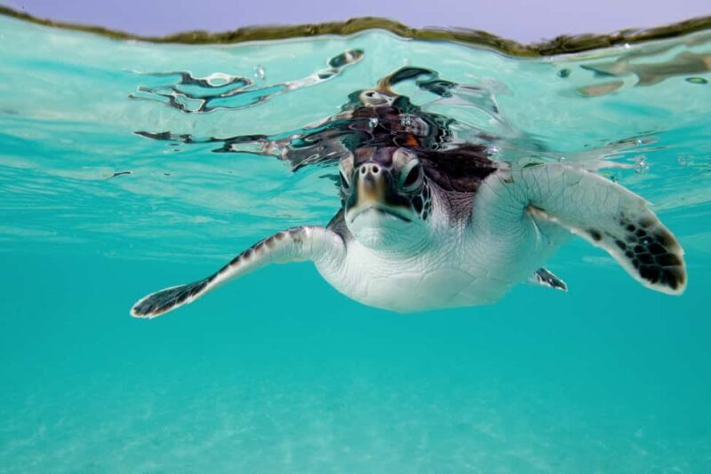 Akumal: Snorkeling with Marine Life and an Expert Tour Guide - Who Will Love This Tour?