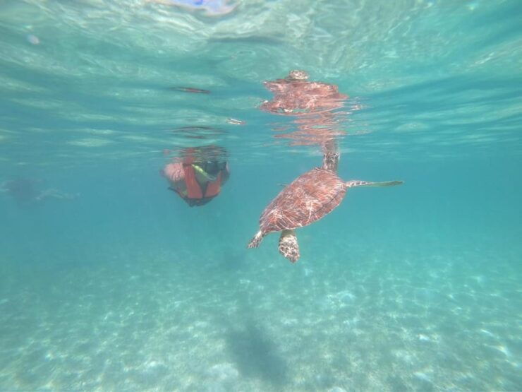 Akumal: Snorkeling With Sea Turtles in Private - Good To Know