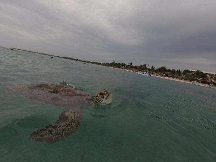 Akumal: Snorkeling With Sea Turtles in Private - Highlights of the Excursion